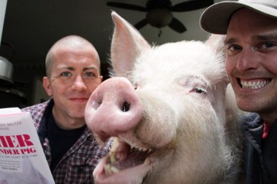 esther the wonder pig in the NY Post