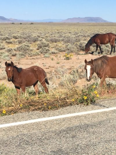 wild horses colorado @jlgoesvegan